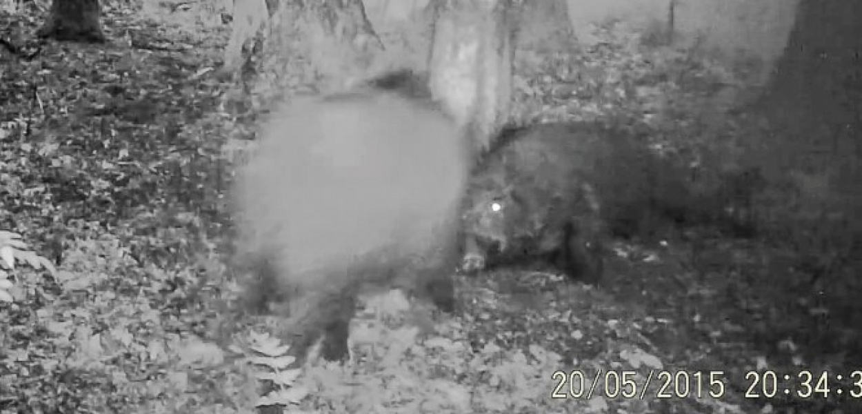 "Z kamerą wśród zwierząt" w... Lesie Kabackim. Musisz to zobaczyć! VIDEO