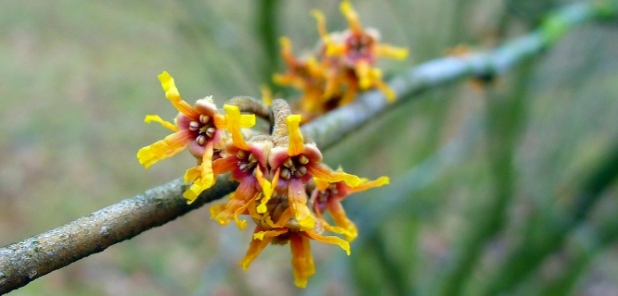 Ogród Botaniczny