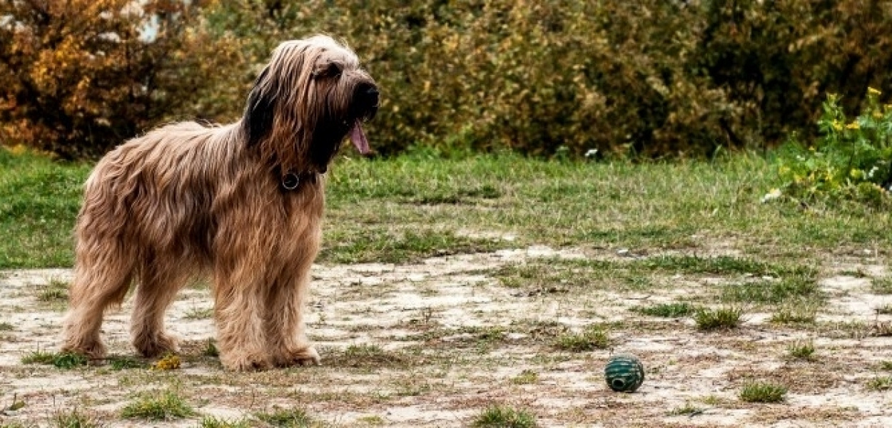 Agresywny pies i bezmyślny właściciel. Co robić?