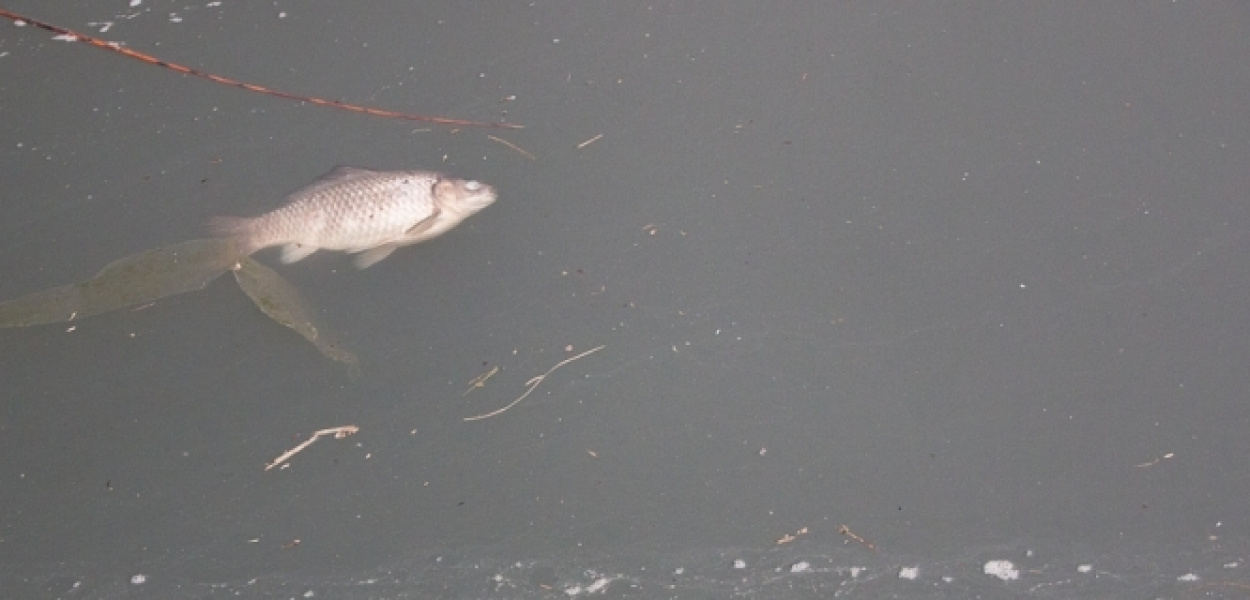 Smród, mętna woda i śnięte ryby. Co z oczkiem w parku "Moczydełko"?