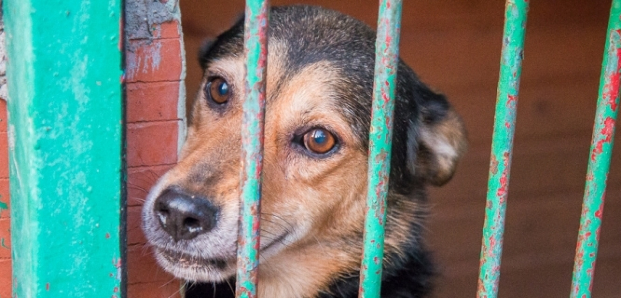 200 psów w tragicznej sytuacji. Ruszyła akcja dla schroniska!