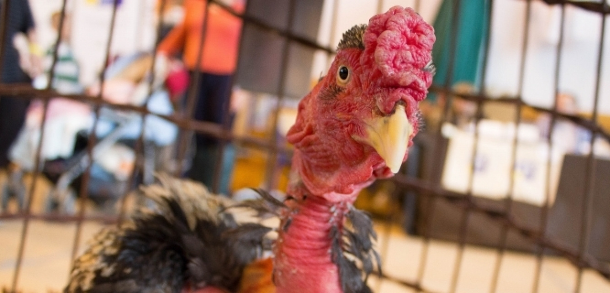 Ozdobne kury po raz dwunasty na Ursynowie. FOTO