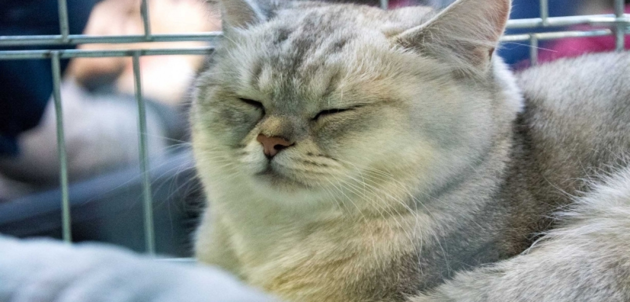 Wystawa Kotów Rasowych w Arenie Ursynów FOTO