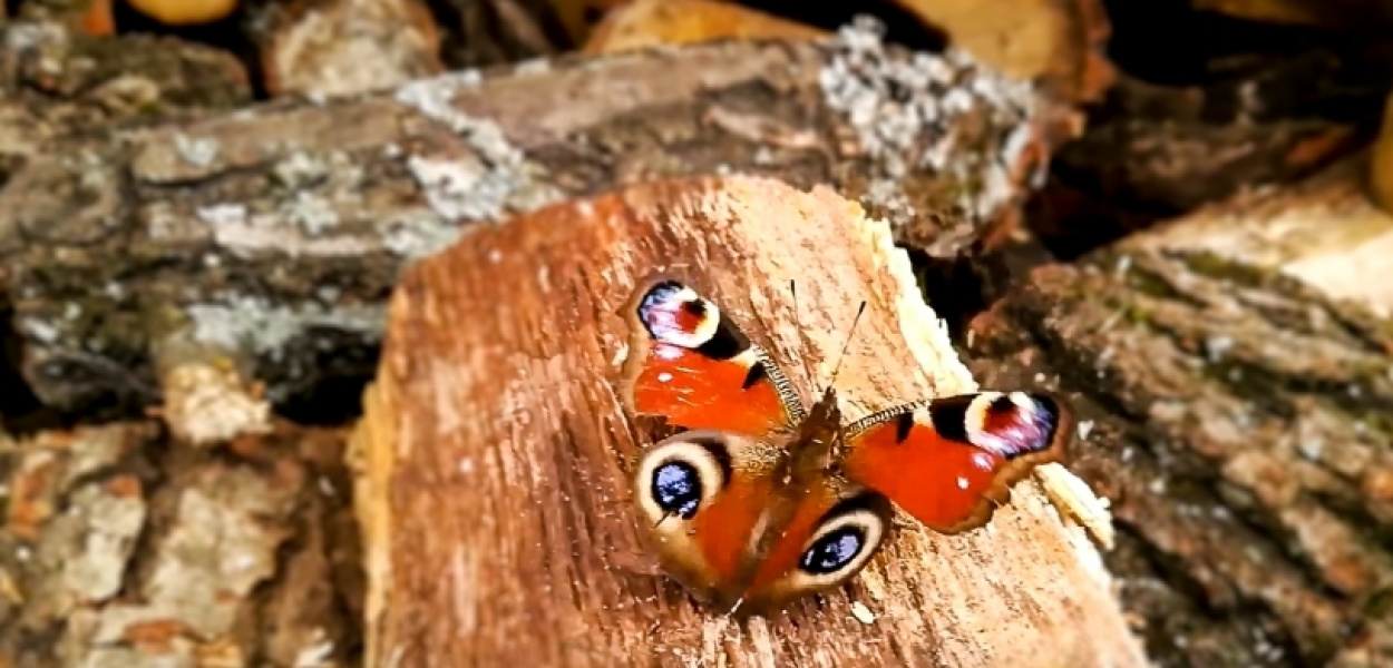 Krzysztof Twardowski