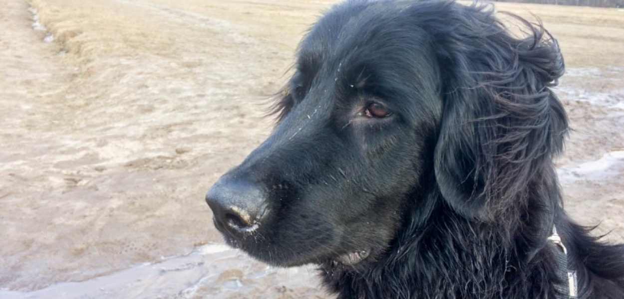 Gazem w psa, bo poczuł się zagrożony. Po czyjej stronie stoi prawo?