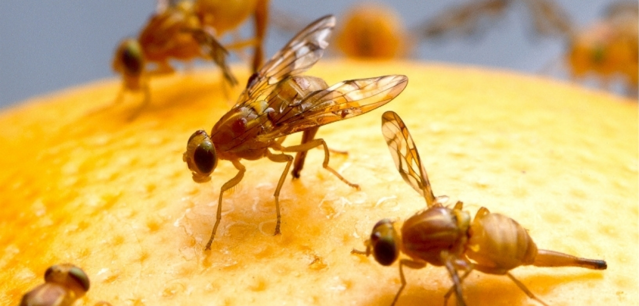 Inwazja muszek owocowych na Ursynowie. "Skąd ta plaga?"