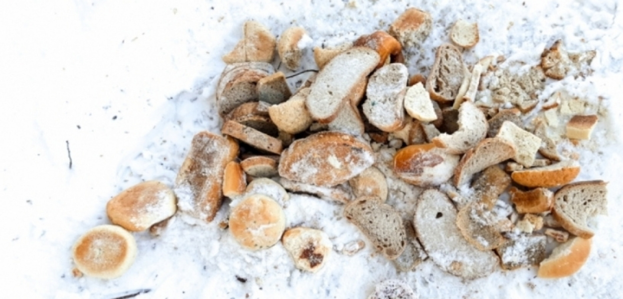 Dokarmianie ptaków. Co zamiast chleba?