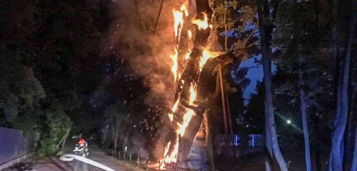 W nocy płonął 600-letni dąb Mieszko I. To najstarsze drzewo w stolicy