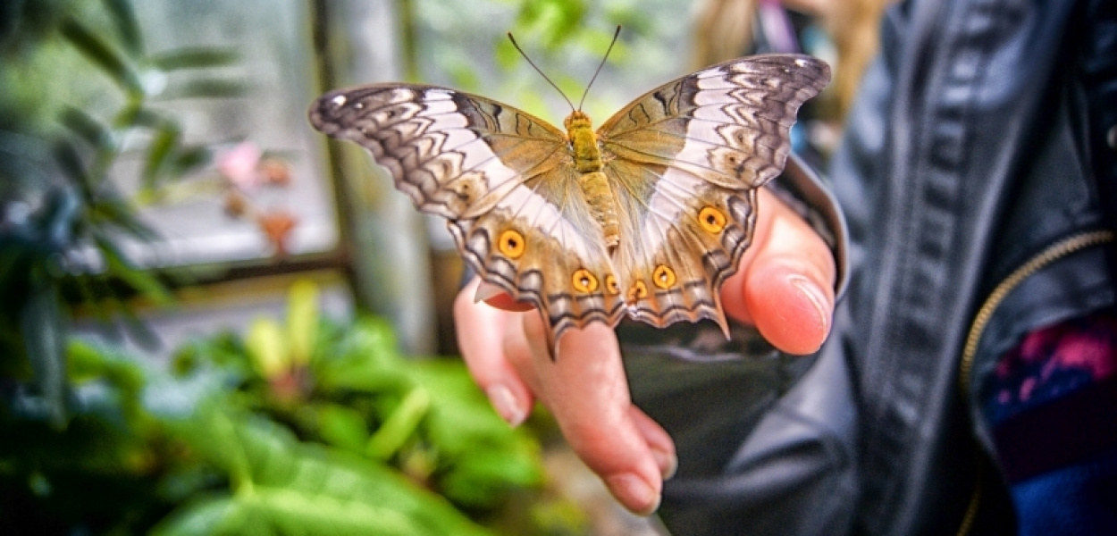 Na Ursynowie powstanie niesamowite miejsce - Park Motyli