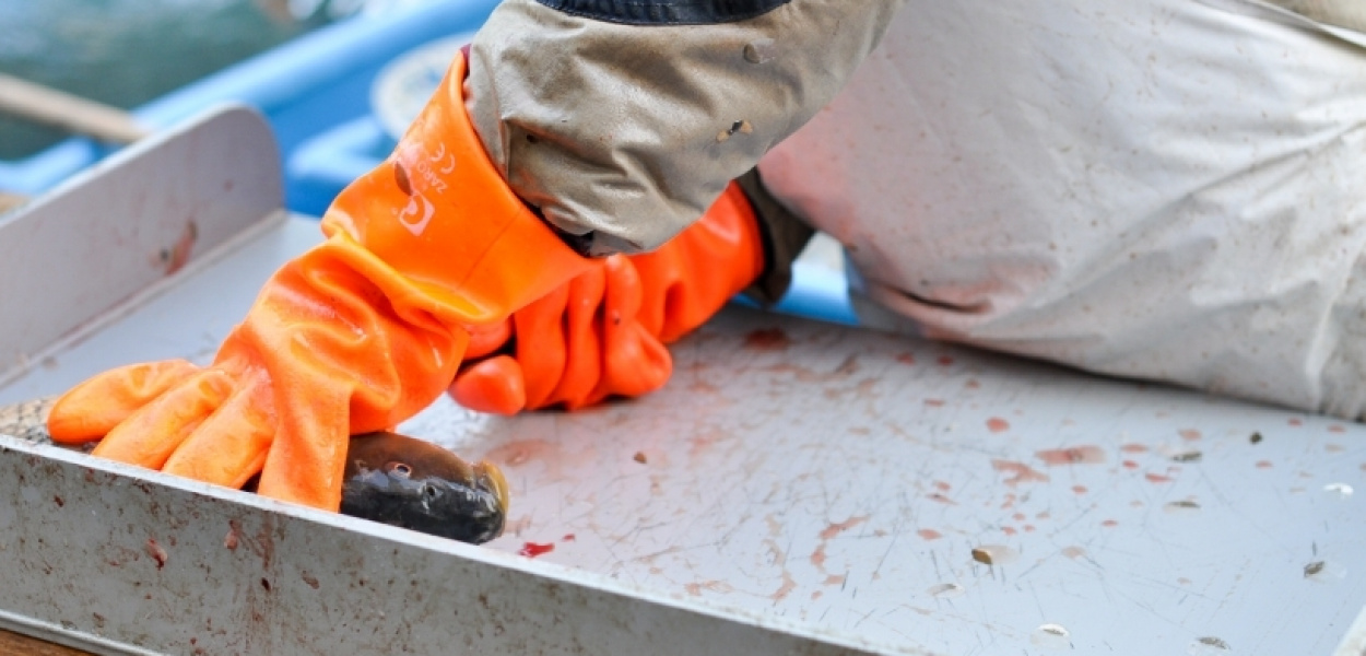 Nie będzie żywych karpi w Tesco. Walka zaczęła się na Ursynowie