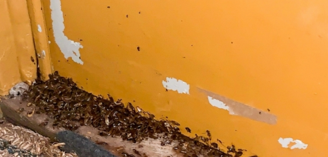 Inwazja prusaków na Dembowskiego. Mieszkańcy bezskutecznie błagają o pomoc