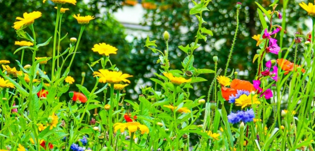 Sąsiedzkie kwietne łąki z Hawajskiej już kwitną. W tym roku nie trzeba ich podlewa