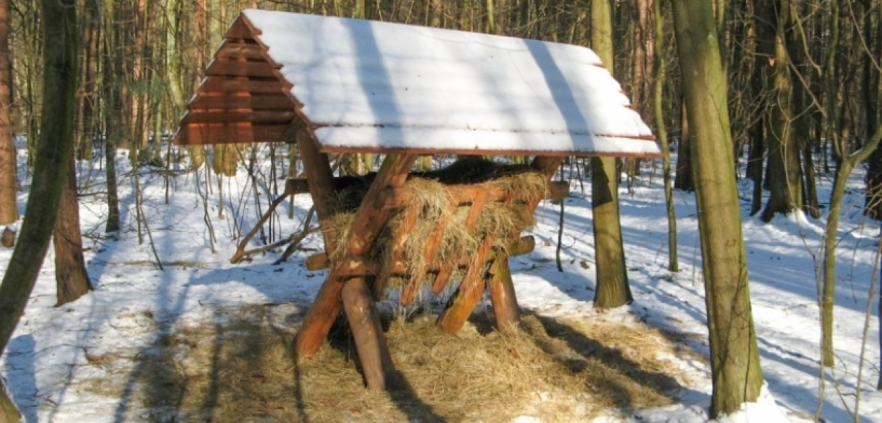 Paśniki i lizawki pojawiły się w Lesie Kabackim. Gorący apel Lasów Miejskich!
