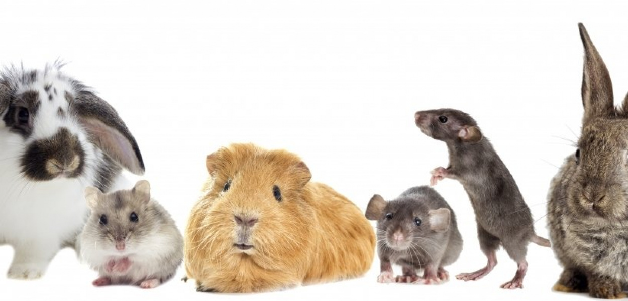 5 powodów, dla których warto trzymać w domu własnego gryzonia