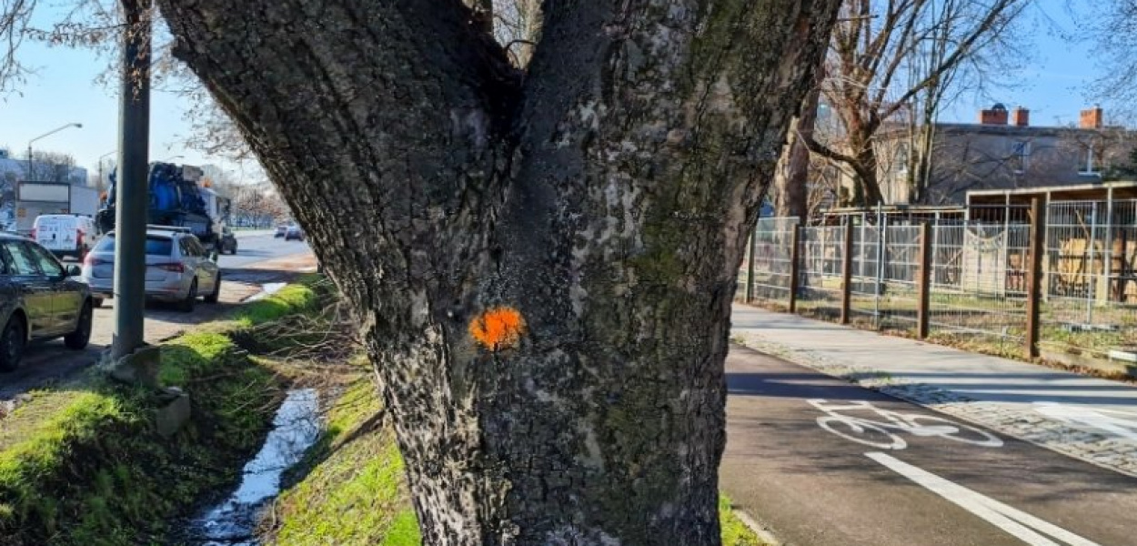 Kropki, kółka i krzyżyki na drzewach to zapowiedź wycinki? Dzielnica wyjaśnia