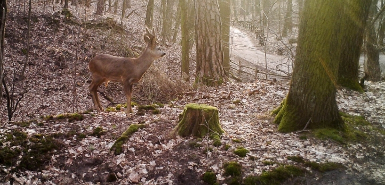 Zwierzęta się duszą i trują. Przez śmieci w Lesie Kabackim WYWIAD