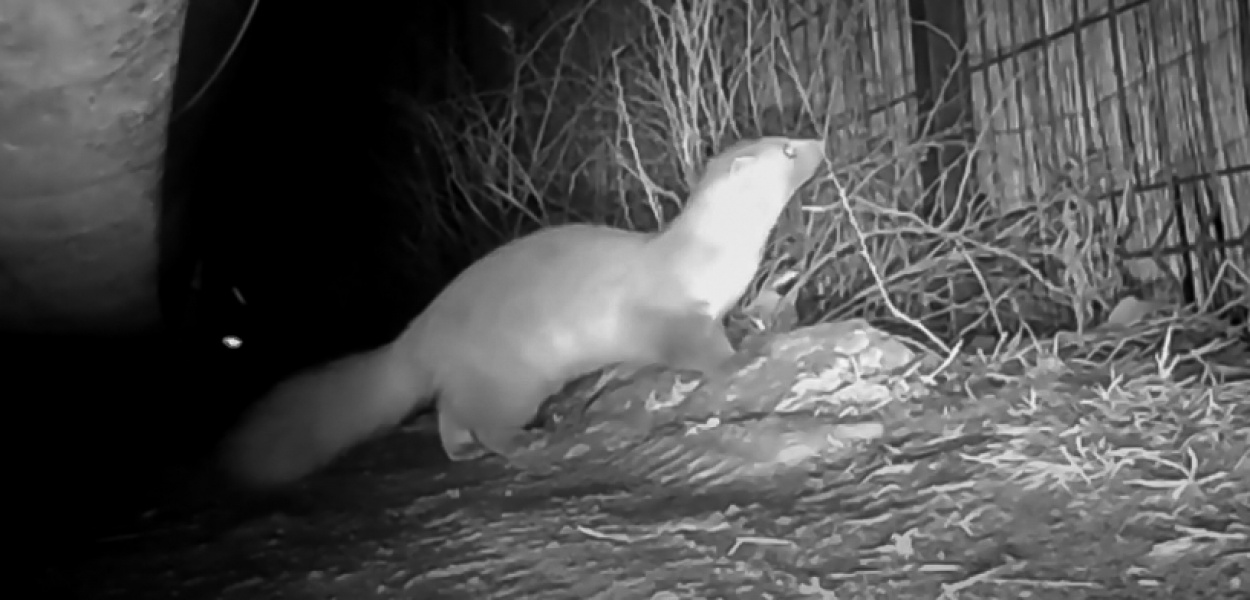 Kuny na Ursynowie. Przegryzają przewody, ale są też pożyteczne!