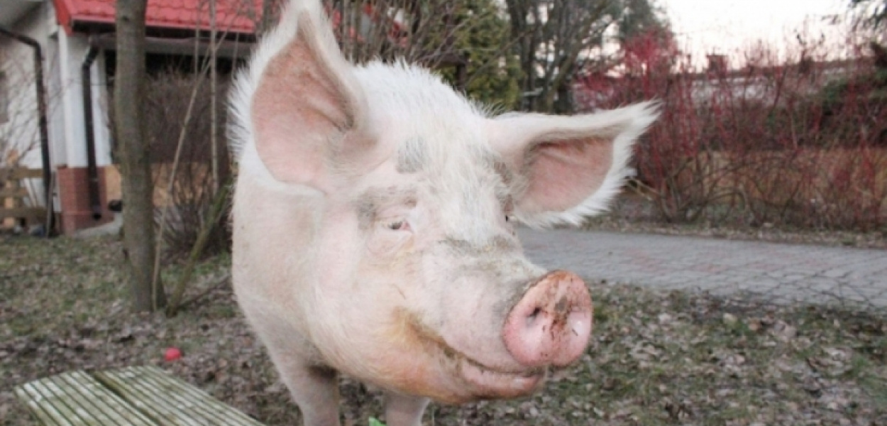 Słynna świnka Lily wyprowadza się z Ursynowa. Właściciele stworzą azyl dla zwierzą