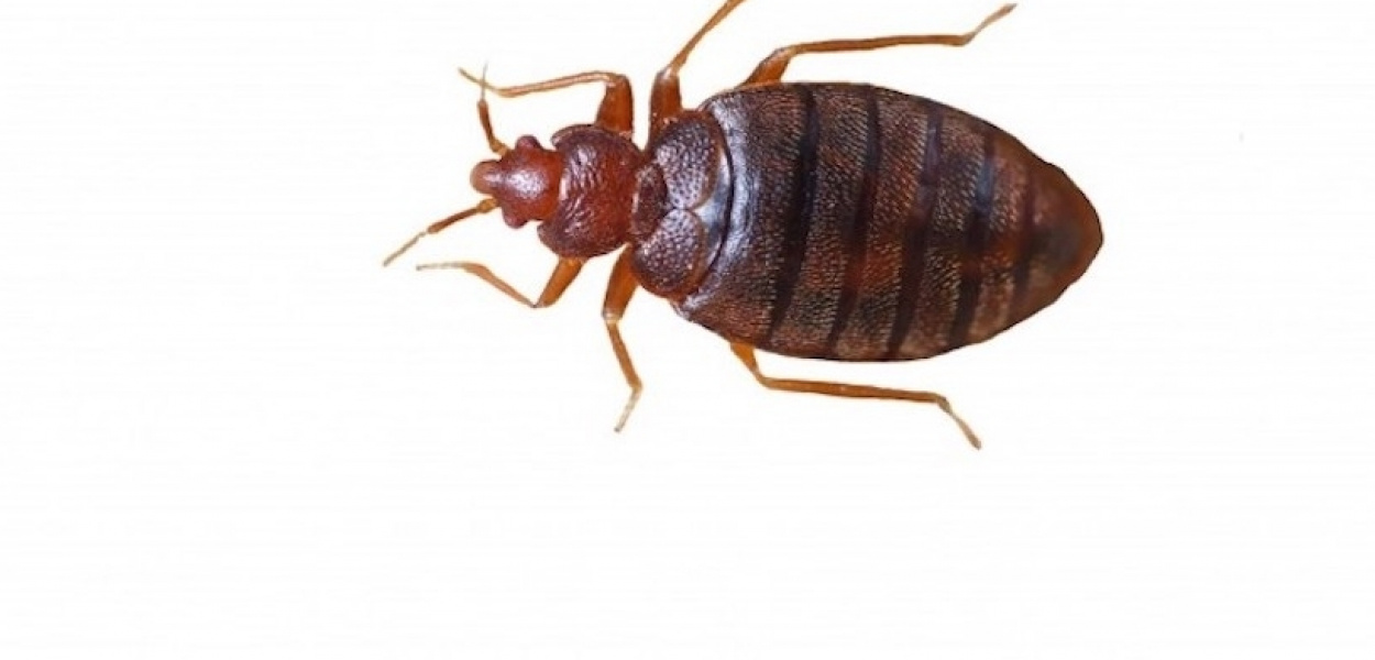 Pluskwy - skąd się biorą i jak z nimi walczyć?