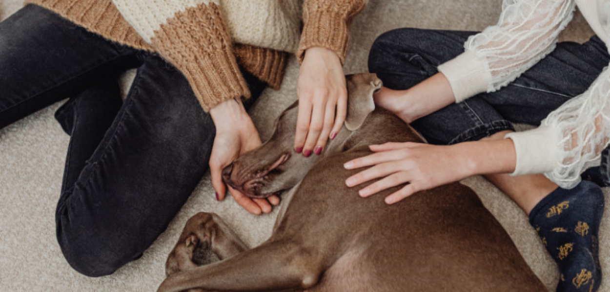 Co zrobić z psem, gdy wyjeżdżamy?