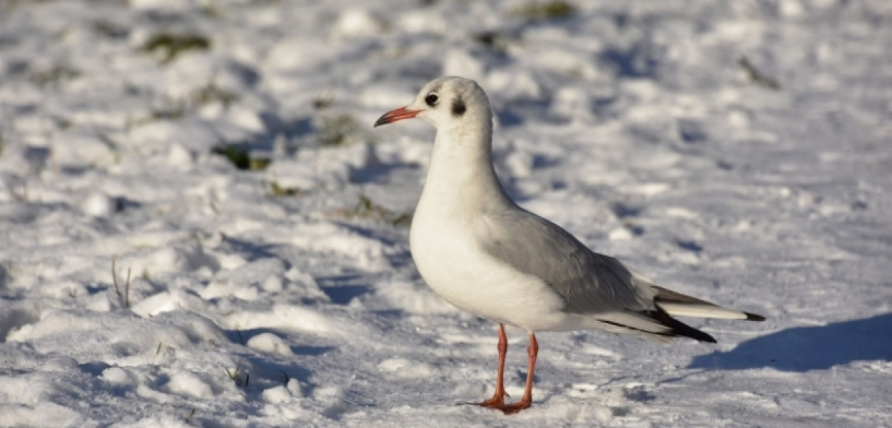 Co robią mewy na Ursynowie?