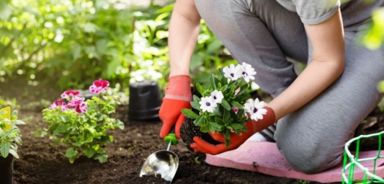 Pielęgnacja roślin w ogrodzie i na działce