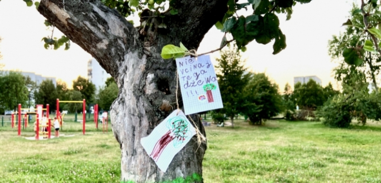 Sadek Natoliński uratowany? „Spółdzielnia zgłosiła do wycinki tylko jedno drzewo”