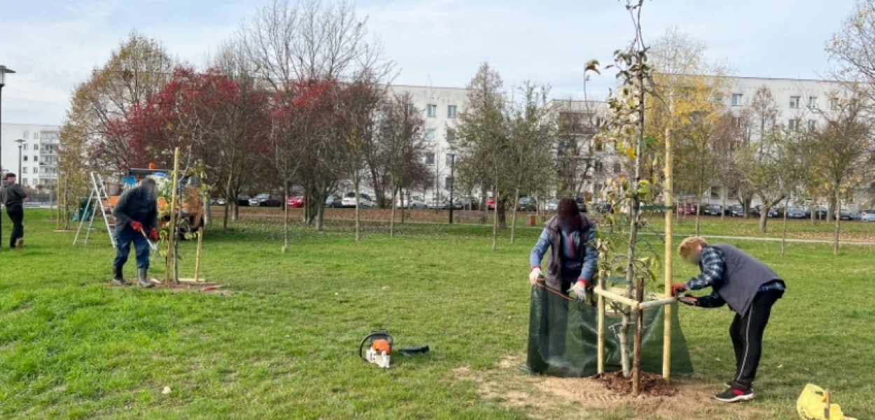 Sadek Natoliński uratowany przed wycinką? Właśnie przybyło tam 11 jabłoni
