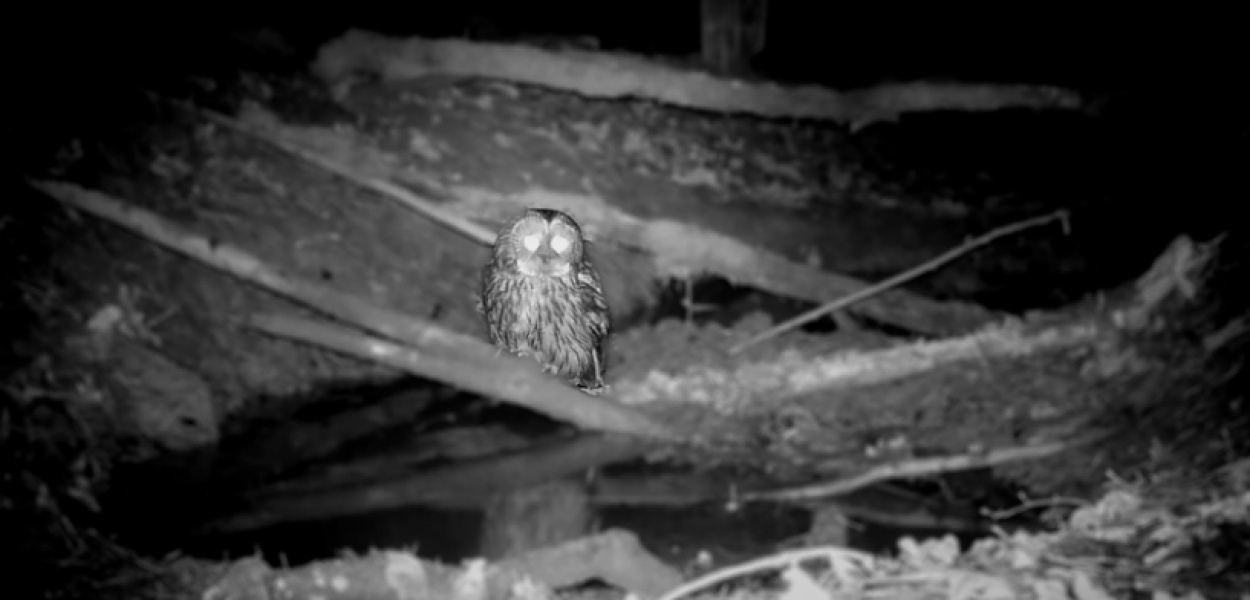 Sowa "aktorka" na Ursynowie. Kamera złapała ją podczas kąpieli :)