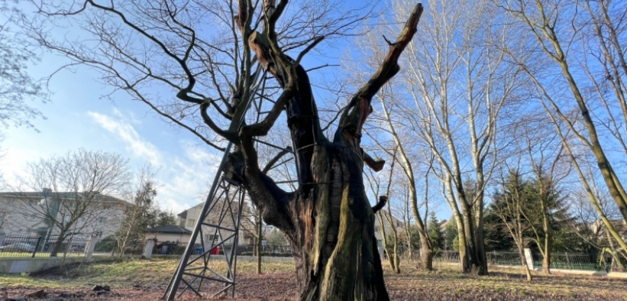 Jak się ma wiekowy dąb Mieszko przy Nowoursynowskiej? Nadspodziewanie dobrze!