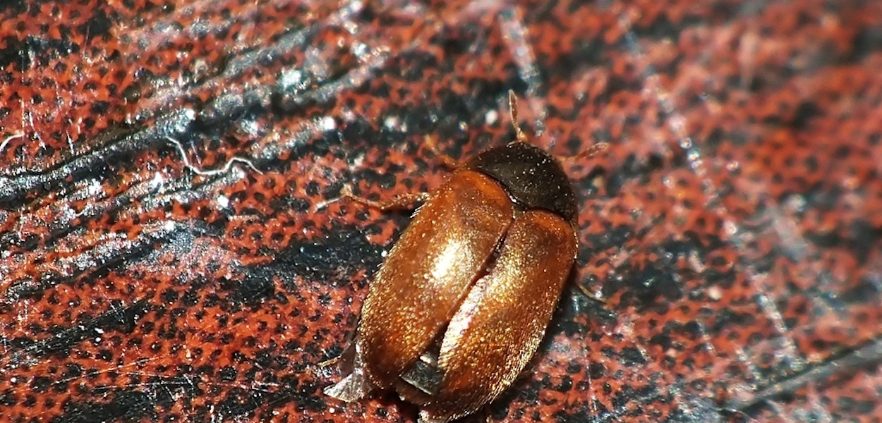 Inwazja afrykańskich chrząszczy w blokach na Ursynowie