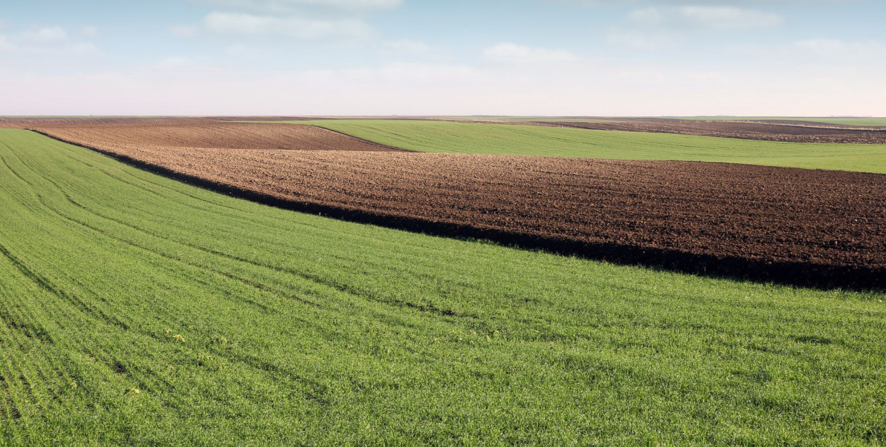 Nawozy wieloskładnikowe pod zboża - optymalne nawożenie mineralne