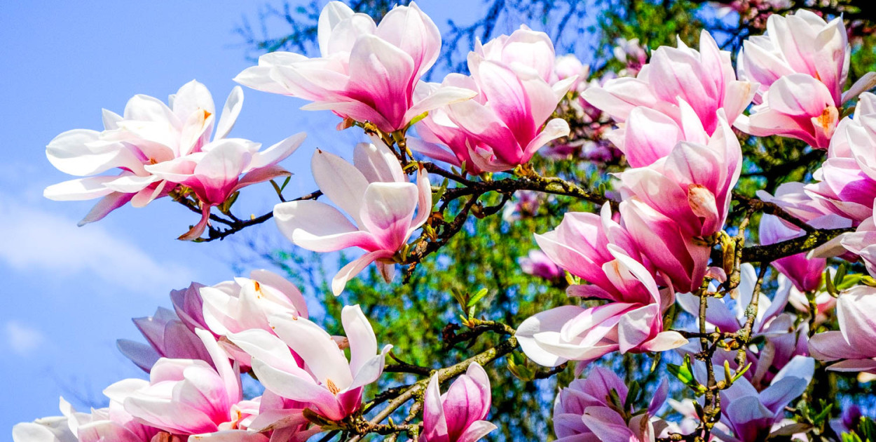 Festiwal piękna w Powsinie. Kwitną już magnolie! [ZOBACZ]