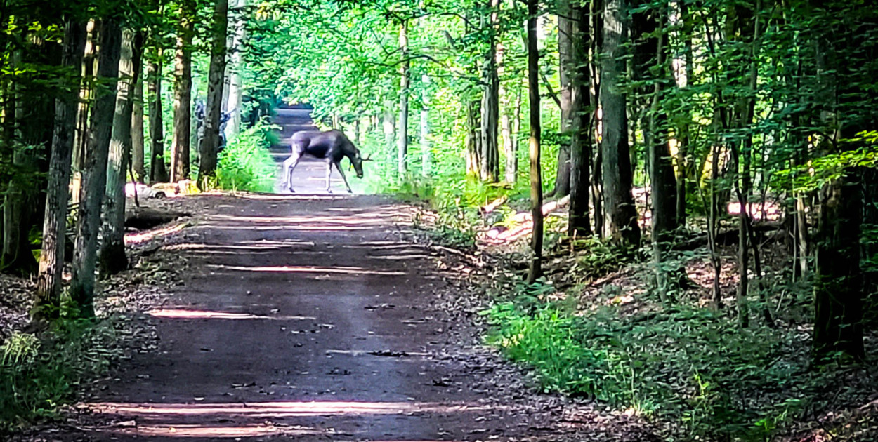 Poranna niespodzianka. Łoś spacerował alejką w Lesie Kabackim! ZOBACZ ZDJĘCIA