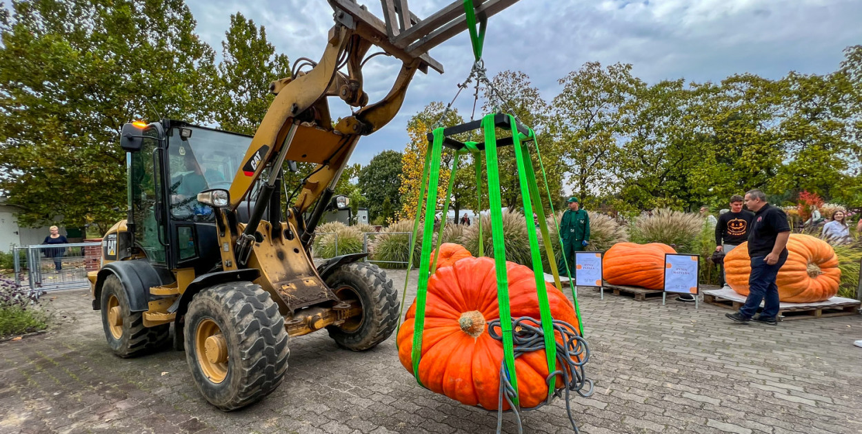 Dynie olbrzymy na Ursynowie. Padł rekord!