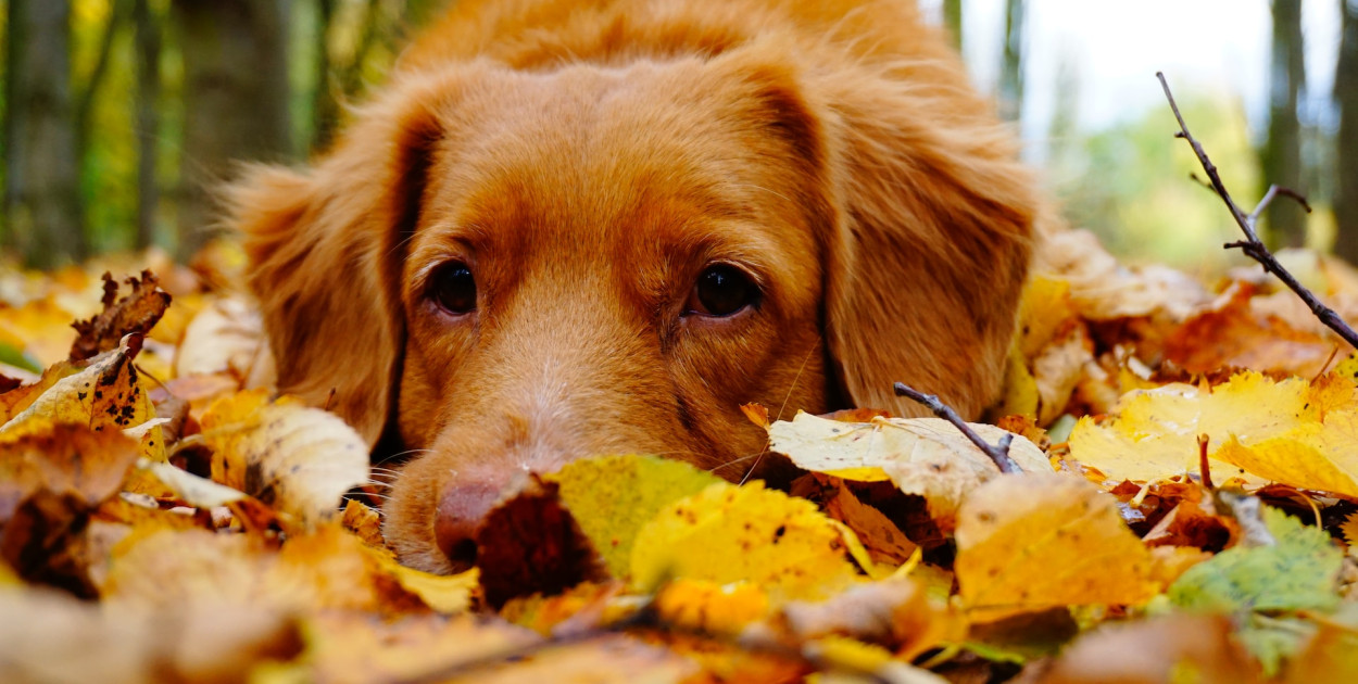 Jesień w pełni, jak zadbać o psią odporność?
