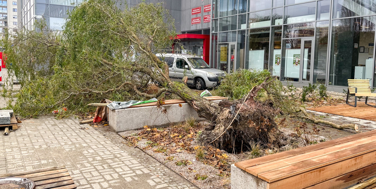 Powalone drzewo przed budynkiem urzędu. Wierzba miała zgniłe korzenie