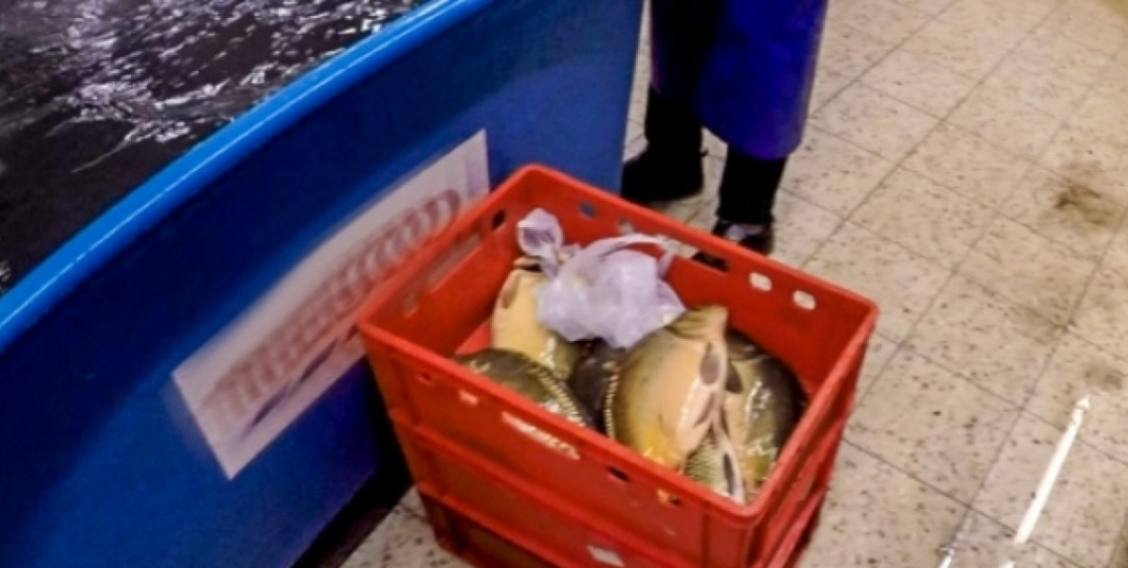 Fundacja Viva także interweniowała w sprawie karpi - w kabackim Tesco