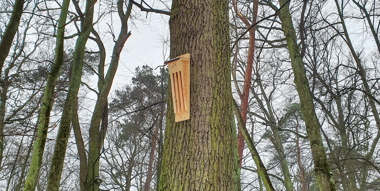 Dziwne budki w Lesie Kabackim. Nie dla ptaków!