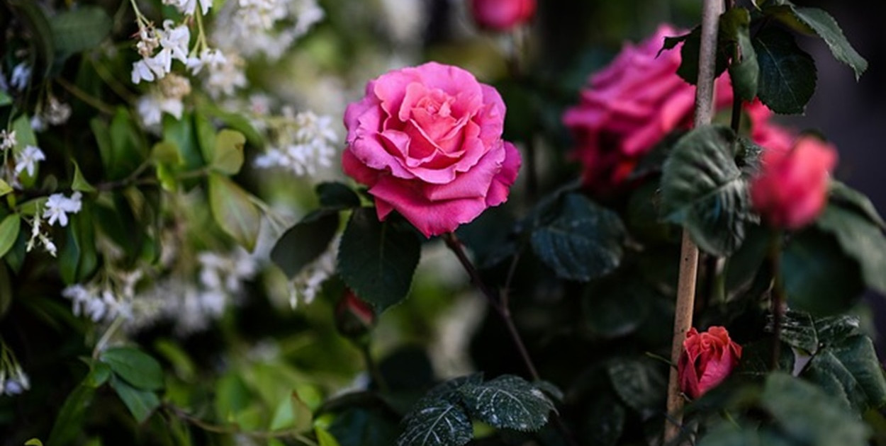 Dostawa kwiatowej przesyłki w Warszawie: pocztą czy kurierem