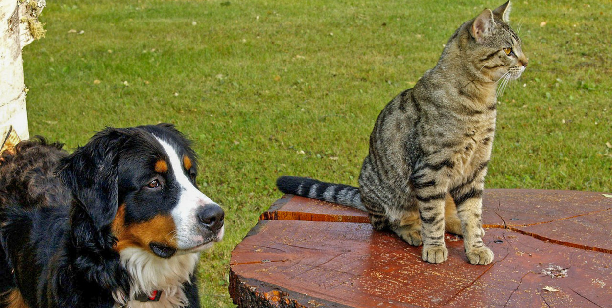 Wracają bezpłatne zabiegi dla psów i kotów. Gdzie na Ursynowie?
