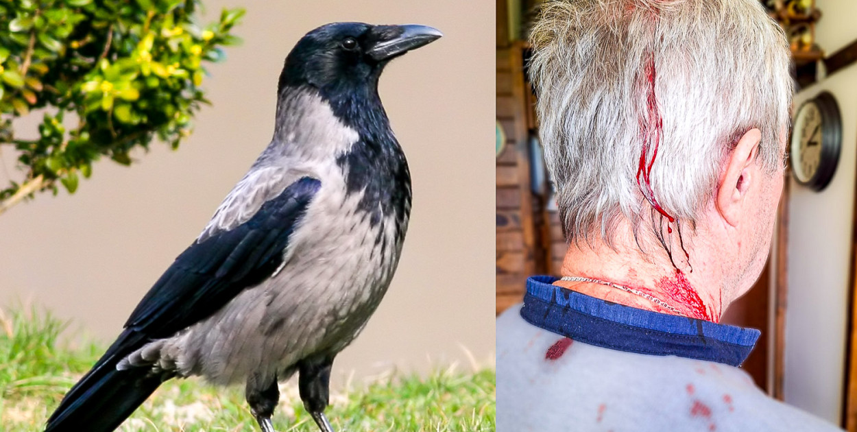 Kolejny atak wron na Ursynowie. Skąd taka agresja u ptaków?