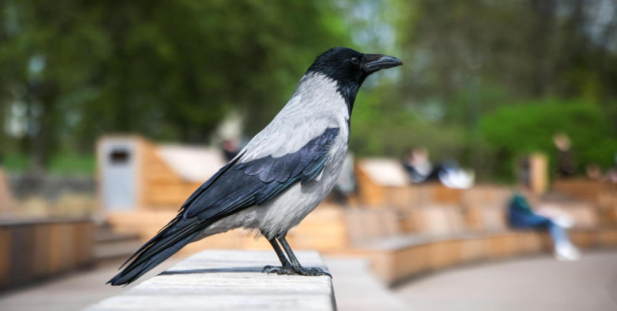 Wiadomo, dlaczego umierają ptaki w Warszawie. To wirus!