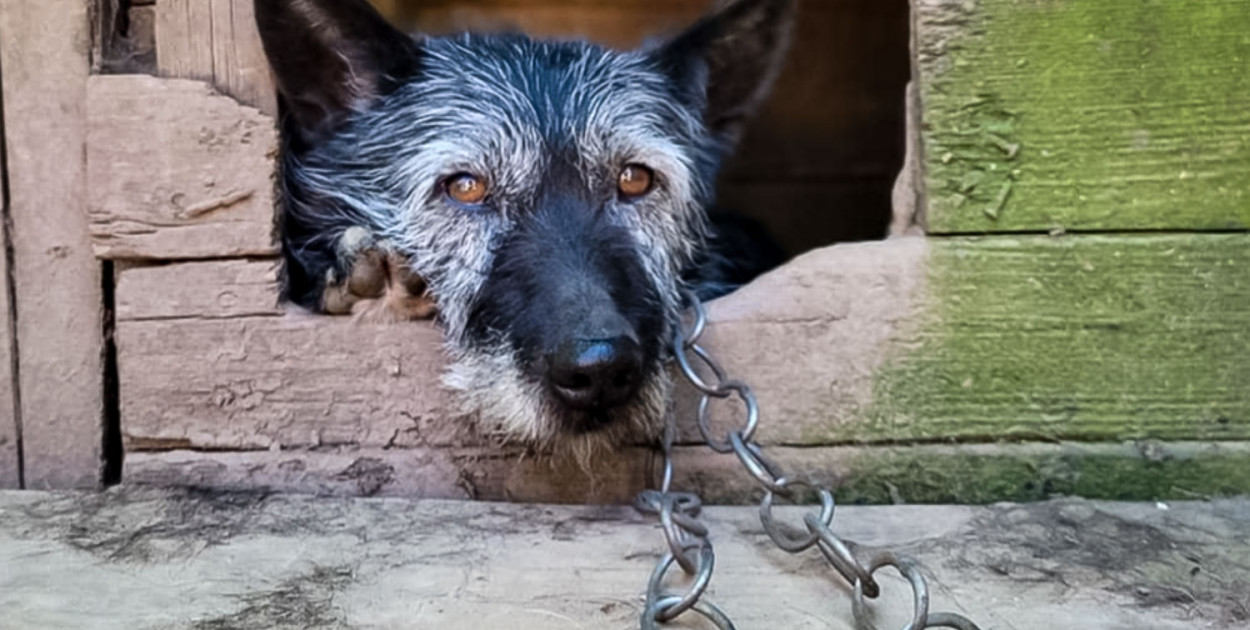 Stop łańcuchom i pseudohodowlom. Ursynów zbiera podpisy