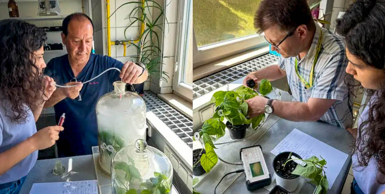 Naukowcy z SGGW: Papierosy bardzo szkodzą roślinom!