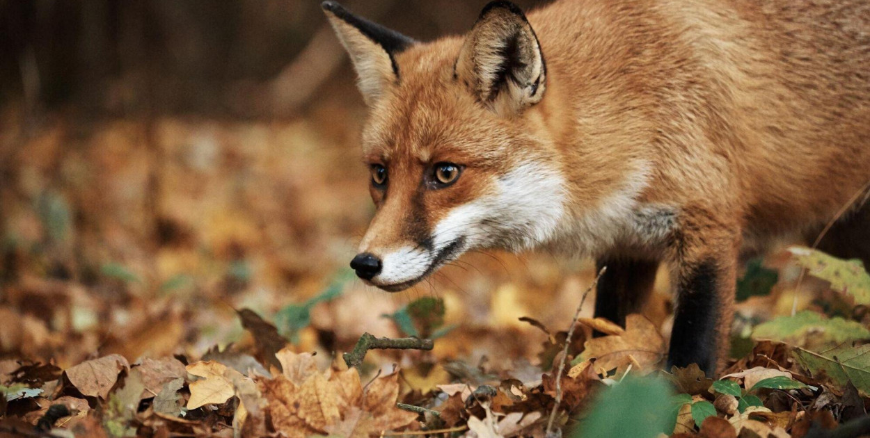  Jak się pozbyć lisa z posesji? Skuteczne sposoby