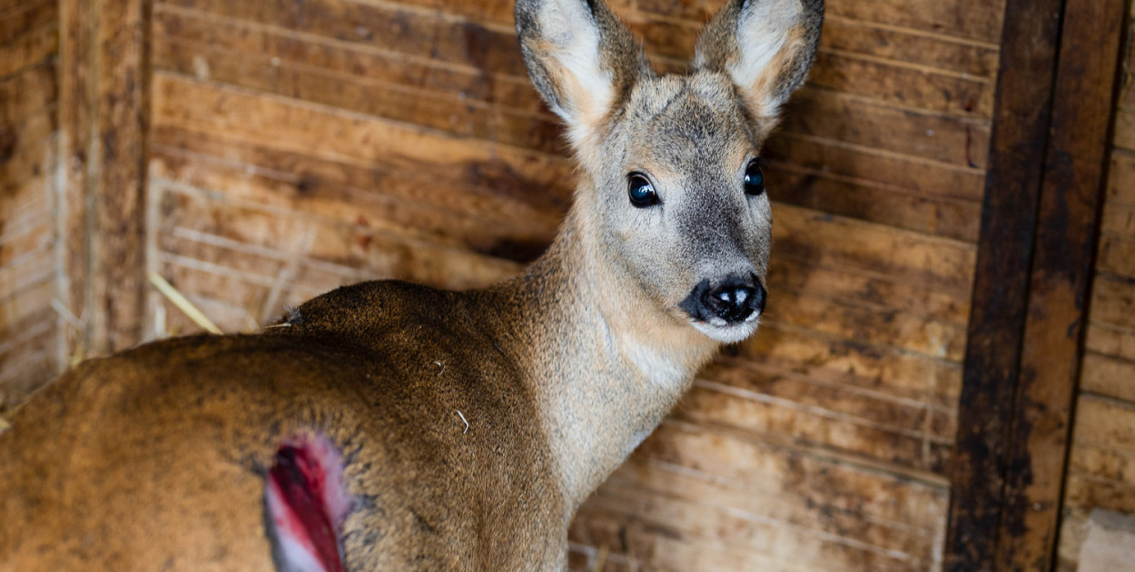 Pokąsana sarna w lesie. Zakazy wstępu z psami nieskuteczne i podważane
