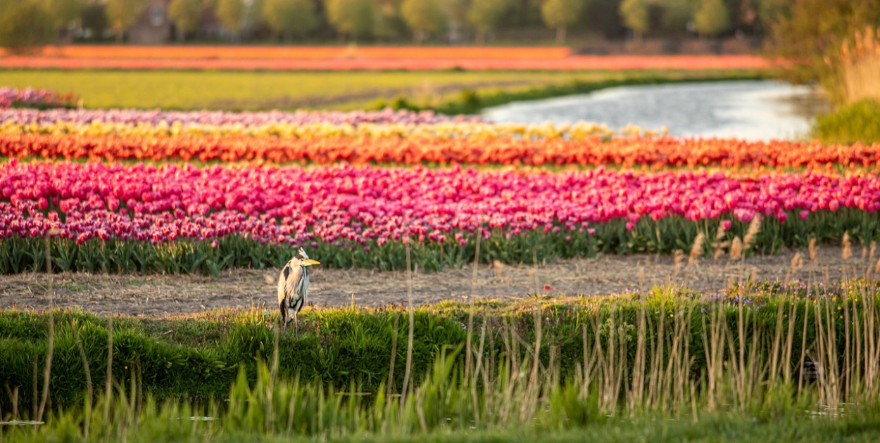 Park kwiatowy Keukenhof w Holandii – czy warto go odwiedzić?