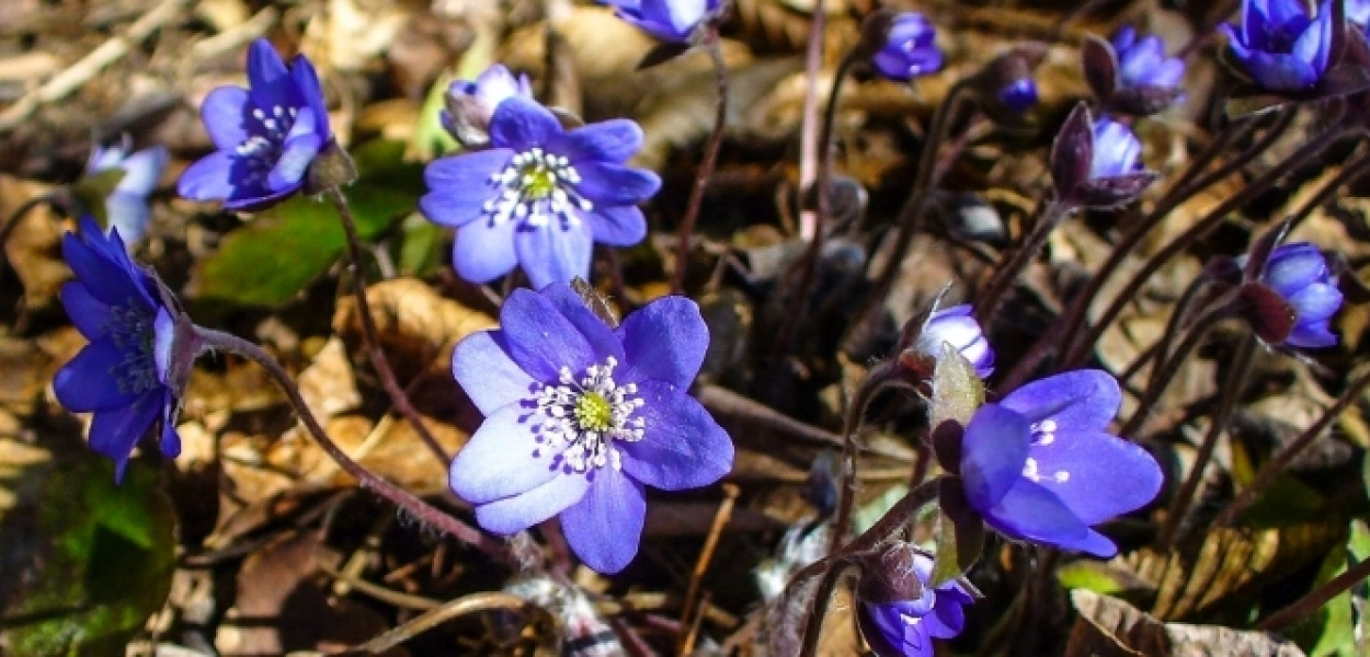 Ogród Botaniczny PAN w Powsinie