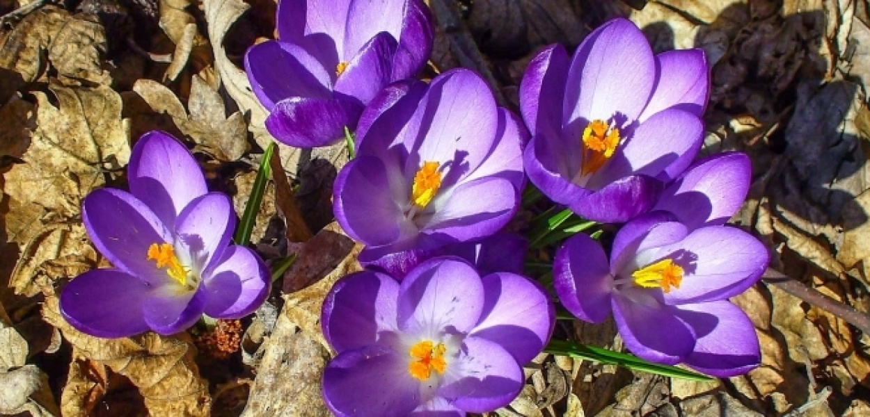 Ogród Botaniczny PAN